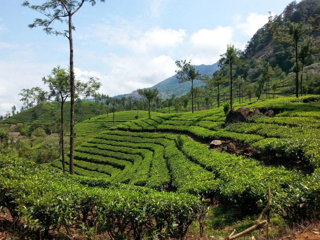 Munnar-tea 20140409_103348