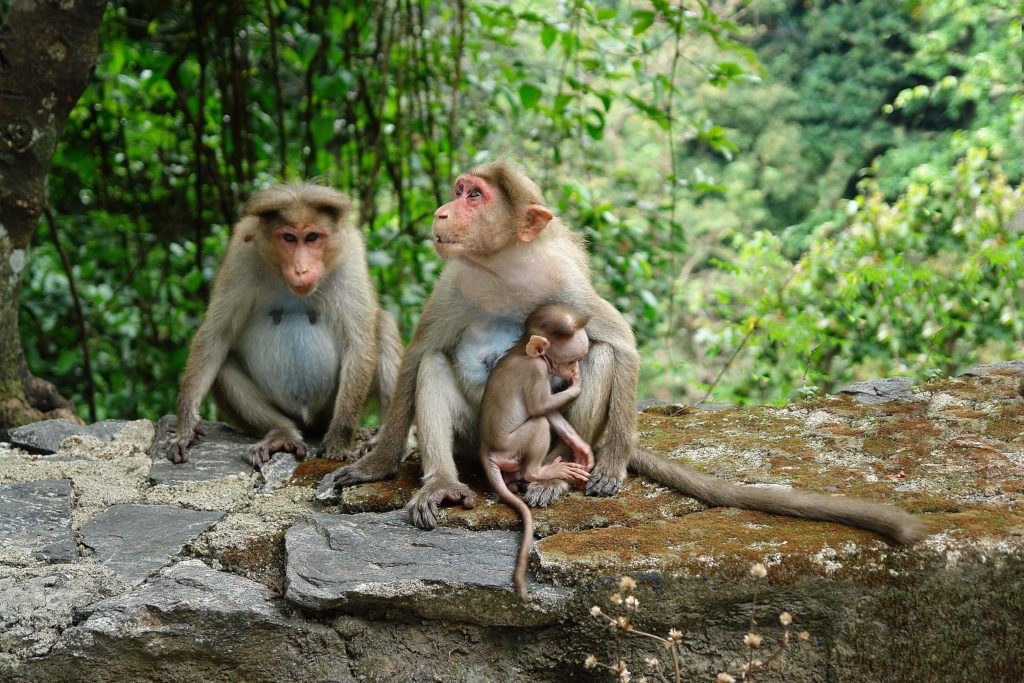 Monkeys in Kerala - Picture Bill Wegener Monkeys in Kerala - Picture Bill Wegener